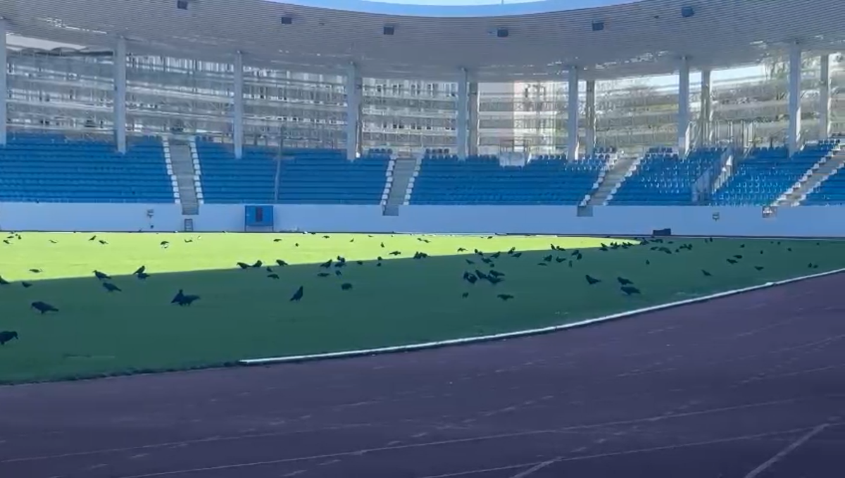 Imagini ireale pe stadionul de 28 de milioane de euro din România » Păsările distrug gazonul