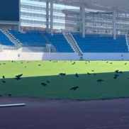 Sute de ciori distrug gazonul de pe Stadionul Municipal din Târgu Jiu / Foto: igj.ro