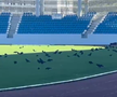 Sute de ciori distrug gazonul de pe Stadionul Municipal din Târgu Jiu / Foto: igj.ro