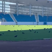 Sute de ciori distrug gazonul de pe Stadionul Municipal din Târgu Jiu / Foto: igj.ro