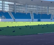 Sute de ciori distrug gazonul de pe Stadionul Municipal din Târgu Jiu / Foto: igj.ro