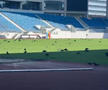 Sute de ciori distrug gazonul de pe Stadionul Municipal din Târgu Jiu / Foto: igj.ro