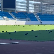 Sute de ciori distrug gazonul de pe Stadionul Municipal din Târgu Jiu / Foto: igj.ro