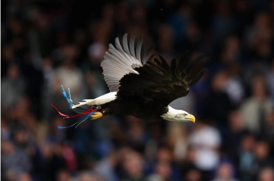 Vulturul Kayla a fost timp de un deceniu mascota lui Crystal Palace Crystal Palace a fost obligată să-și retragă mascota: „Animalele sălbatice nu au ce să caute pe un stadion”