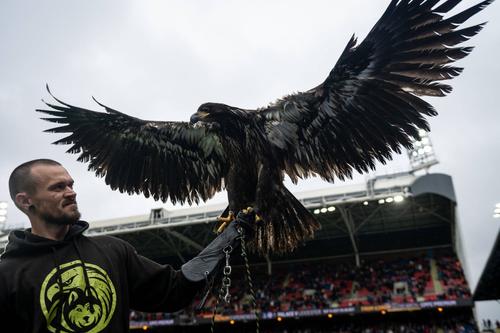Phoenix, vulturul pleșuv american, nu mai poate fi mascota clubului, nici să zboare deasupra „Selhurst Park” / Foto:L Imago