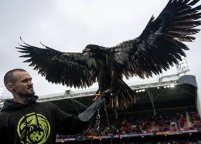 Crystal Palace a fost obligată să-și retragă mascota! » „Animalele sălbatice nu au ce să căute pe un stadion”