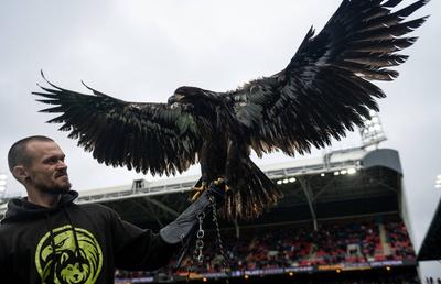 Crystal Palace a fost obligată să-și retragă mascota: „Animalele sălbatice nu au ce să caute pe un stadion”