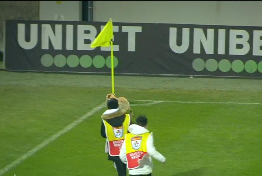 Dinamo a fost subordonată în prima repriză a meciului cu Astra, încheiată 0-2. În timpul pauzei, un câine a pătruns pe teren și le-a dat bătăi de cap oamenilor de ordine.
