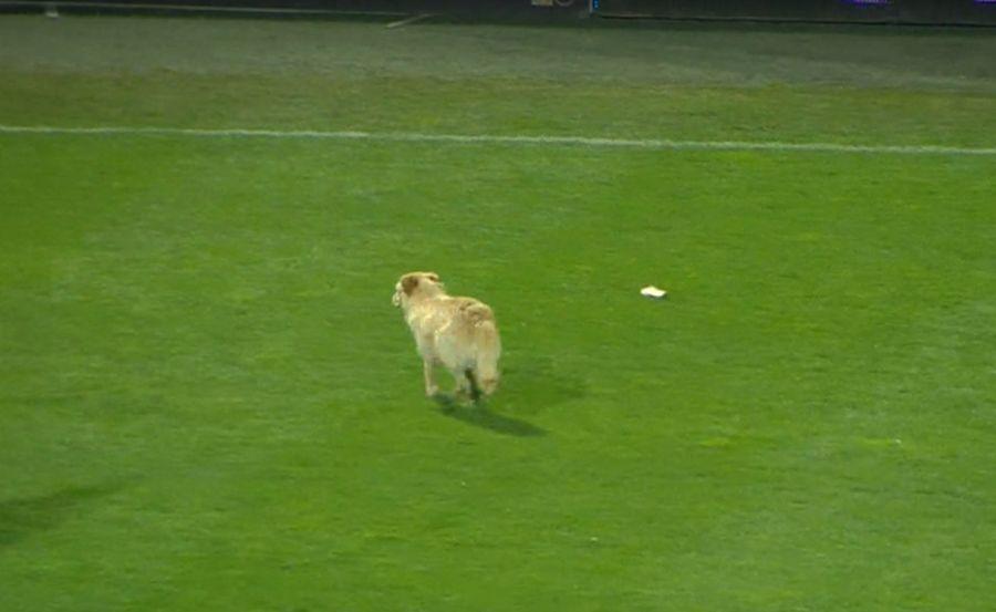 FOTO: Captură @Telekom Sport 1 FOTO I-a răzbunat pe „câini”! Un patruped a pătruns pe gazon, în pauza meciului Astra - Dinamo