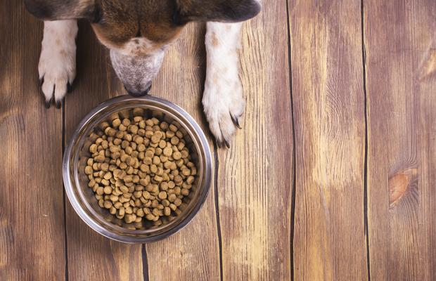 Hrană pentru câini: ce să includă în dieta lor zilnică
