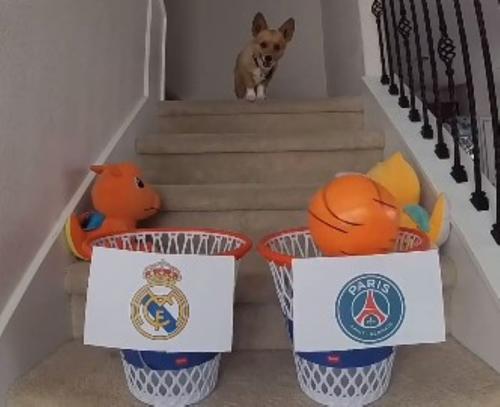 Steph Furry a plasat mingea de două ori în coșul cu emblema lui PSG / Instagram Aircog