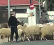 Gigi Becali nu s-a dezis de pasiunea pentru ovine: „Nu mai am forță să prind oaia, dar o dată la două-trei zile, eu le mulg”