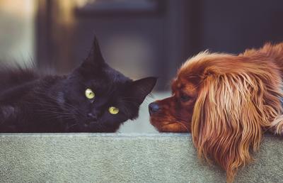 Ești în căutarea unor suplimente veterinare? Iată ce i s-ar potrivi cel mai bine animalului tău de companie