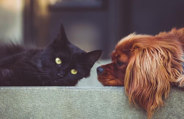 Ești în căutarea unor suplimente veterinare? Iată ce i s-ar potrivi cel mai bine animalului tău de companie