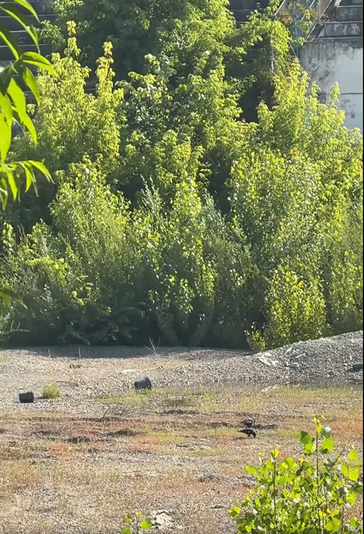 Stadionul din Bacău pe 19 iunie 2025
