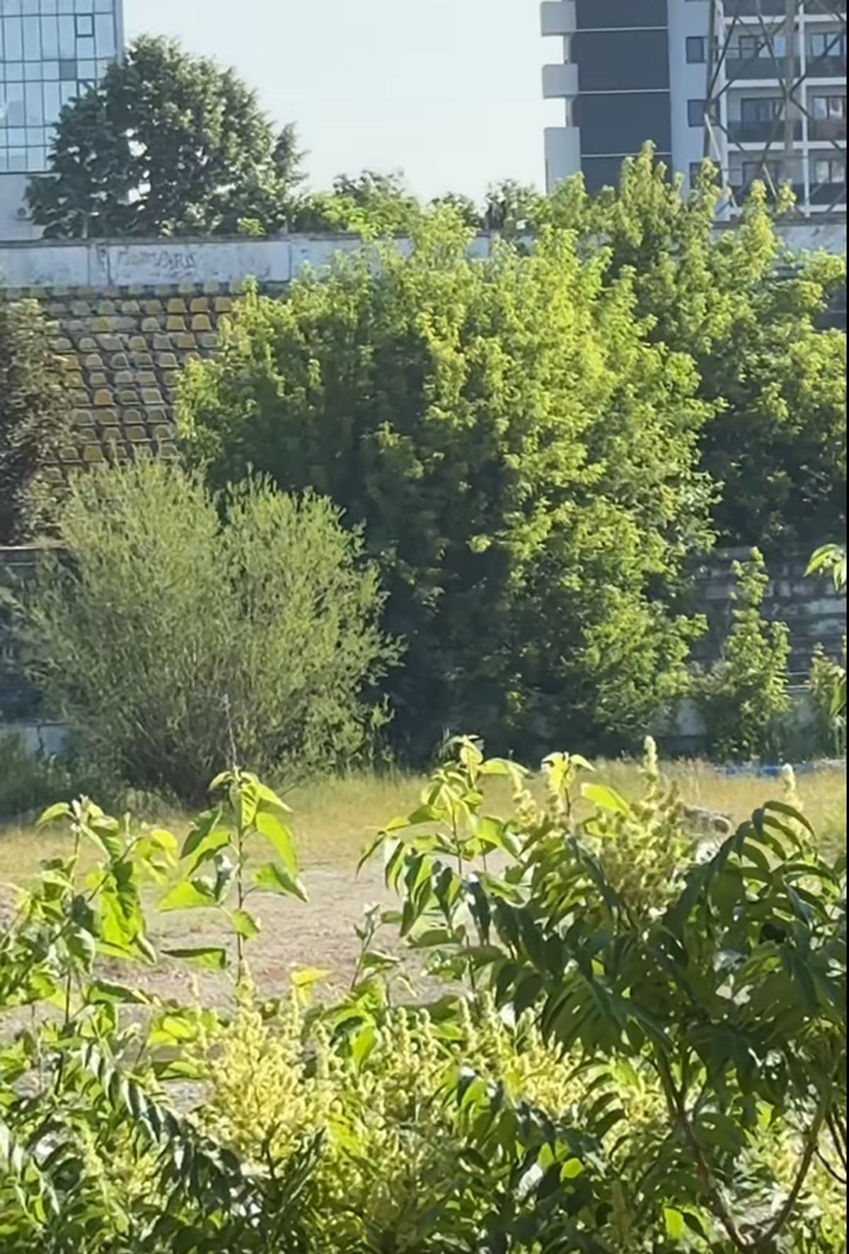Stadionul din Bacău pe 19 iunie 2025