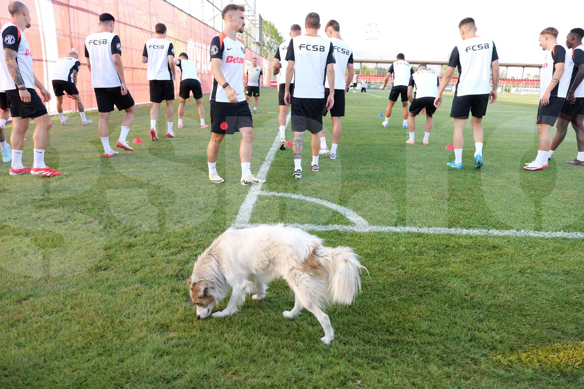 Dennis Politic, OUT din lot pentru Shkendija - FCSB + revenirea confirmată de Elias Charalambous în conferință