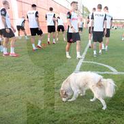 FCSB, antrenament înainte de meciul cu Shkendija // foto: Andrei Furnigă