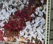 Scenografii la Petrolul - Rapid