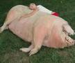 FOTO Iubita campionului de la US Open deține un porc de jumătate de tonă. Pozele sunt fabuloase