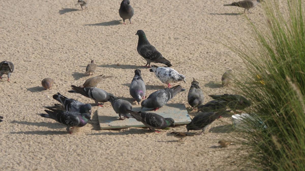 Între meciuri se face plajă în Doha » Detalii inedite surprinse de echipa GSP în Qatar. Cum se reîncarcă fanii: plimbări cu barca, târguri cu mâncare și activități de relaxare