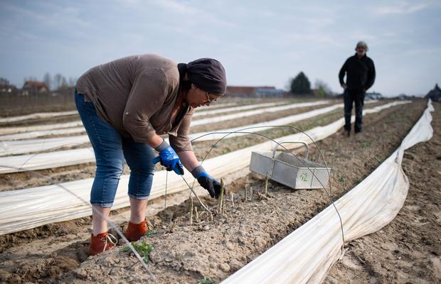 Un fermier german este disperat din cauză că nu mai are români care să-i culeagă sparanghelul: „Fără ei, murim de foame! Nemții nu-și mișcă fundul pentru 3.000 de euro pe lună”