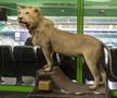 Estadio Jose Alvalade, din Lisabona . foto:Imago
