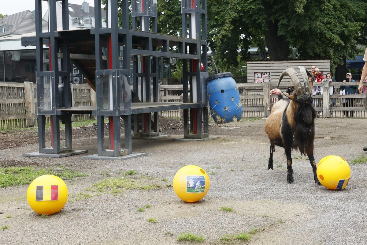 Oracolul din Koln, țapul Hennes, a pronosticat rezultatul la Belgia - România