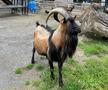 Oracolul din Koln, țapul Hennes, a pronosticat rezultatul la Belgia - România » Suspiciuni de „blat” :)