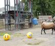 Oracolul din Koln, țapul Hennes, a pronosticat rezultatul la Belgia - România // foto: Cristi Preda (GSP)