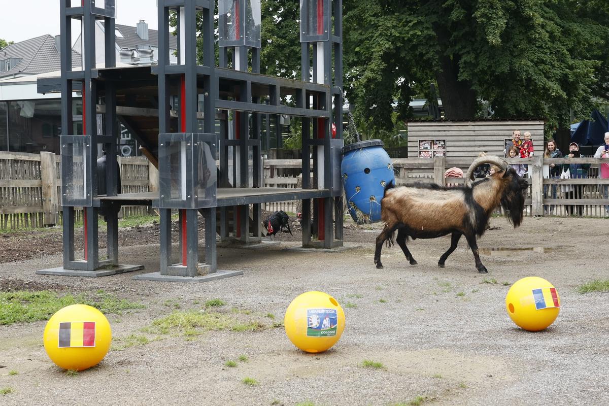 Oracolul din Koln, țapul Hennes, a pronosticat rezultatul la Belgia - România