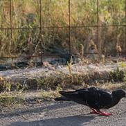 Buruieni cât cuprinde, în locul fostei proprietăți a lui Vasile Turcu. Foto: Andrei Furnigă, GSP