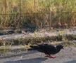 Buruieni cât cuprinde, în locul fostei proprietăți a lui Vasile Turcu. Foto: Andrei Furnigă, GSP