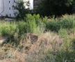 La 2 milioane de euro este evaluată fosta proprietate a lui Vasile Turcu, astăzi doar un teren. Foto: Andrei Furnigă, GSP