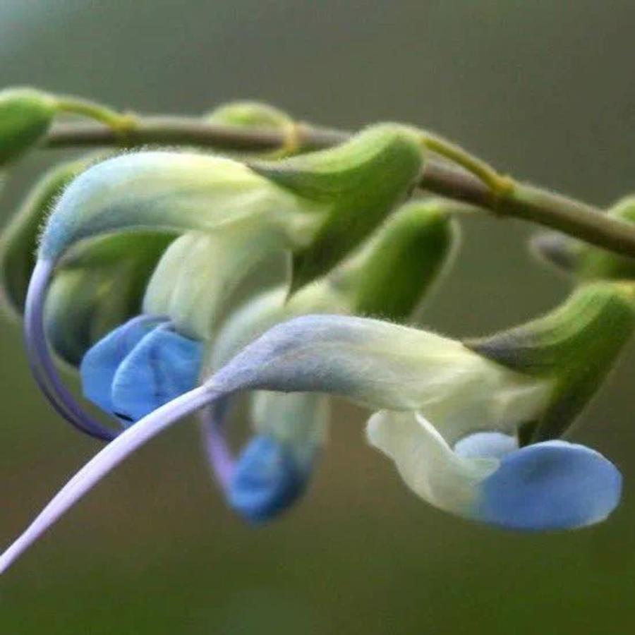 Salvia Messii, planta denumită după Lionel Messi // foto: X Cum arată planta rară, pe cale de dispariție, denumită după Lionel Messi