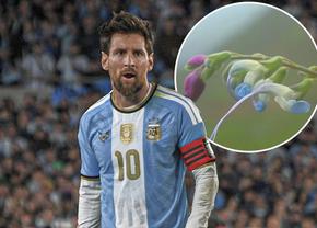 Cum arată planta rară, pe cale de dispariție, denumită după Lionel Messi
