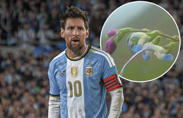 Cum arată planta rară, pe cale de dispariție, denumită după Lionel Messi