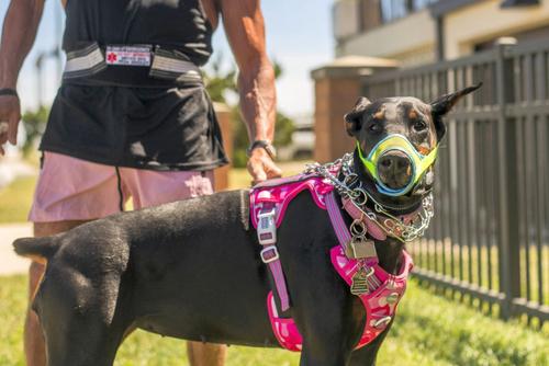 Dobermanul este printre cele mai apreciate rase pentru autoapărare. Foto: Imago Images