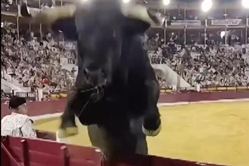Un taur uriaș a sărit peste gardul unei coride, iar imaginile sunt incredibile/Foto: X (Fox News)