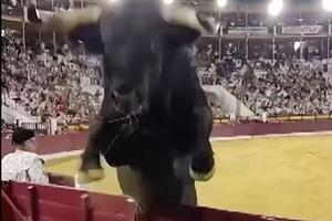 Imagine terifiantă la coridă: un taur de 500 de kilograme a sărit fix în fața unui spectator care filma