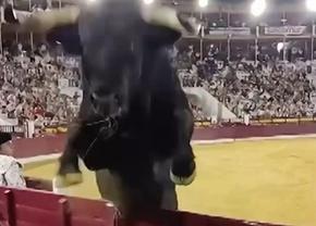 Imagini terifiante la coridă, după ce un taur de 508 kilograme a sărit peste bariera de protecție