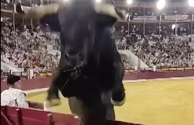 Imagini terifiante la coridă, după ce un taur de 508 kilograme a sărit peste bariera de protecție