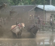 Imagini nebune de la cursa tradițională de tauri din Indonezia: „Deseori e nevoie să îi mușc de coadă”