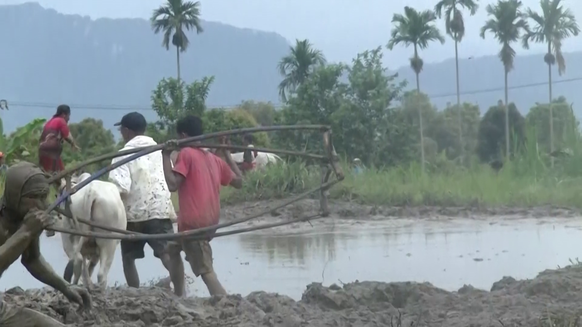 Imagini nebune de la cursa tradițională de tauri din Indonezia: „Deseori e nevoie să îi mușc de coadă”