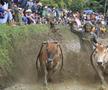 Curse tradiționale de tauri în provincia Sumatra de Vest din Indonezia