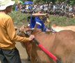 Curse tradiționale de tauri în provincia Sumatra de Vest din Indonezia
