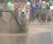 Imagini nebune de la cursa tradițională de tauri din Indonezia: „Deseori e nevoie să îi mușc de coadă”