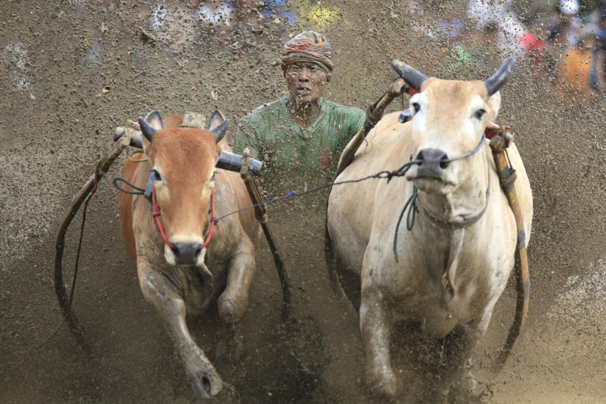 Imagini nebune de la cursa tradițională de tauri din Indonezia: „Deseori e nevoie să îi mușc de coadă”