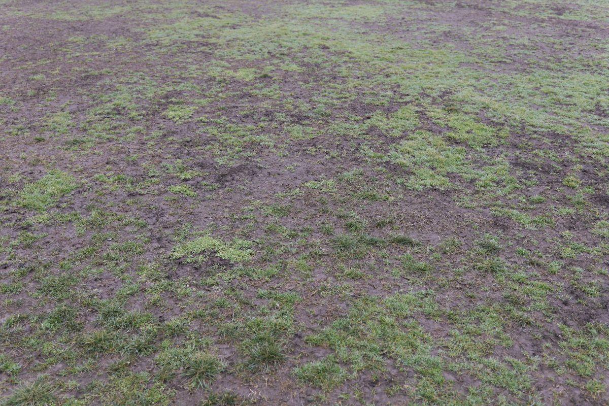Stadionul din Brăila, printre ruine și vegetație: imagini dezarmante cu arena de 20.000 de locuri din România - februarie 2026