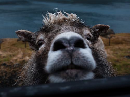 Țara noastră este unul dintre cei mai importanți exportatori de animele vii motiv pentru care firmele de transport comercial de animale sunt din ce în ce mai solicitate.